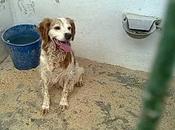 Breton entregado dueño... servía