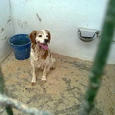 Foto: Pacho Breton entregado por su dueño...ES UNA CESION,MUY URGENTEEE  Pacho,nacio en agosto del 2002 . le encanta la comida casera y es muy bueno y obediente.Ya no le servia para la caza!!!!  EN LA PERRERA DE HELLÍN (ALBACETE) SE ENVÍA A TODAS LAS PROVINCIAS) SI QUIERES ADOPTAR , PREGUNTAR ALGO ESCRIBE (O LLAMA) A UNO DE LOS CONTACTOS : linaortu@gmail.com  linaortu@hotmail.com vicfisioperros@hotmail.com Tfno de contacto: 618 89 71 82 (de 10 a 13 h  Si alguien quiere hacer alguna aportación para sacar a alguno a residencia,pongo datos de la cuenta... DATOS:TITULAR : A.D.A. (asociación defensa animales) SAN FRANCISCO DE ASÍS  CAJA MURCIA,nº cuenta: 2043 0316 33 2001204607 BIC CECAESMM043 IBAN ES35 2043 0316 33 2001204607 Pongo paypal...vicfisio@hotmail.com  CONCEPTO :El nombre del perrito al que quieras ayudar.