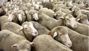 La sanidad en peligro