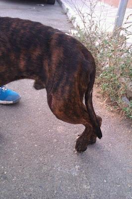 BOXI, boxer atigrado joven cojito, con cuerda arrastrando de su cuello y muy delgado. Brenes pueblo de Sevilla ¡MADRINA PARA RESIDENCIA; ACOGIDA O ADOPCION!!!