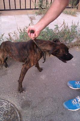 BOXI, boxer atigrado joven cojito, con cuerda arrastrando de su cuello y muy delgado. Brenes pueblo de Sevilla ¡MADRINA PARA RESIDENCIA; ACOGIDA O ADOPCION!!!