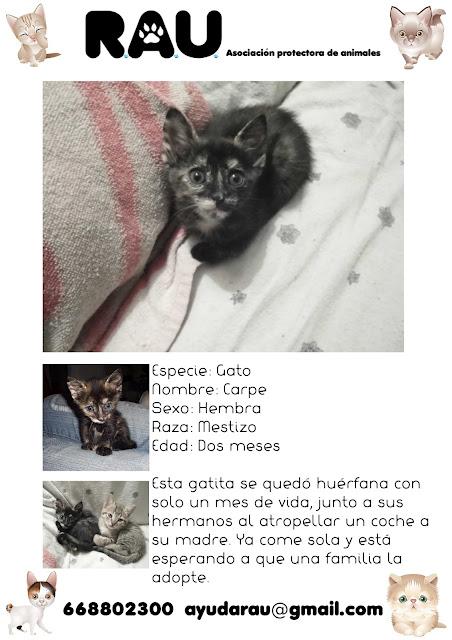 Carpe, preciosa gatita en adopción.
