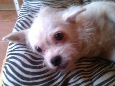 MUY URGENTE se ha escapado en SU CASA ACOGIDA!!  Pequita, cruce de whesty de 4 kilos en adopcion. (Guadalajara)