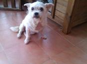 URGENTE escapado CASA ACOGIDA!! Pequita, cruce whesty kilos adopcion. (Guadalajara)