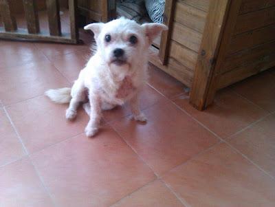 MUY URGENTE se ha escapado en SU CASA ACOGIDA!!  Pequita, cruce de whesty de 4 kilos en adopcion. (Guadalajara)