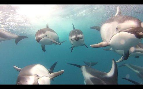 banco delfines Increíble Video de Delfines Grabado por Pescadores