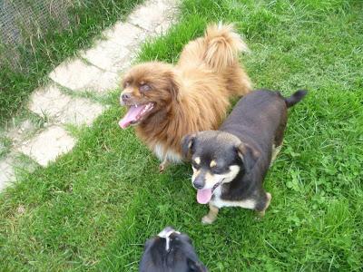 CHIWI y BRENDA, dos viejecitos inseparables.