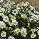 fotos planta Erigeron