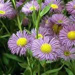 fotos planta Erigeron