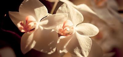 Mi pequeña orquídea