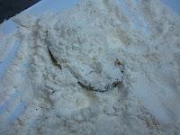 Mejillones Tigre o Empanados