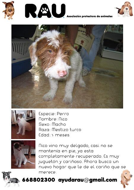 Nico, a la espera de una vida en familia.