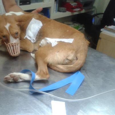 Foto: Este es Totó, nos dieron aviso el domingo de un perrito que se estaba muriendo, cuando las compañeras llegaron no lo encontraban, despues de mucho buscar le encontraron ahogandose en un lodazal, solo asomaba la cabeza y los bichos habian empezado a comerselo, con mucho esfuerzo consiguieron sacarlo, totó se habia ido alli para morir, no queria vivir en ese estado, con heridas, una costilla rota, muerto de hambre y de sed y lo que es peor aun, sin una casa, sin unas manos k lo acaricien. Totó se esta recuperando poco a poco, totó necesita un hogar, porque las heridas se curan pero las heridas de su pequeño corazon, solo se curan con amor mucho amor, estas dispuesto a entregarselo tu? Contacto Asociacion-Acudame Merida-Badajoz