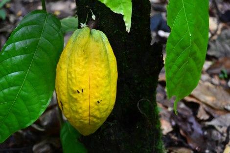 Birongo (Caracas), tierra de cacao y tambor