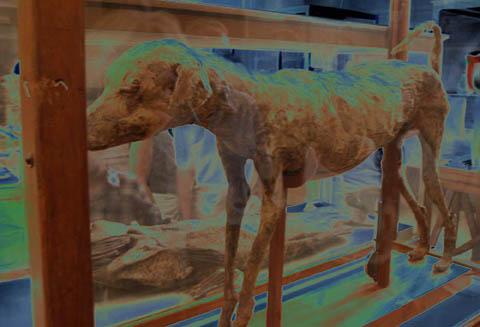 La doble barrera III (J.H. IV)