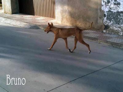 ¡URGENTE! Bruno, podenco canario en la calle!