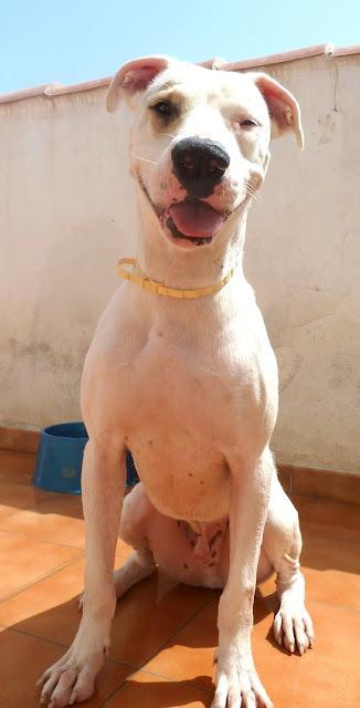 JAZZ, una delicia de perro. Dogo argentino bonachón, necesita un nuevo hogar. (Valencia)