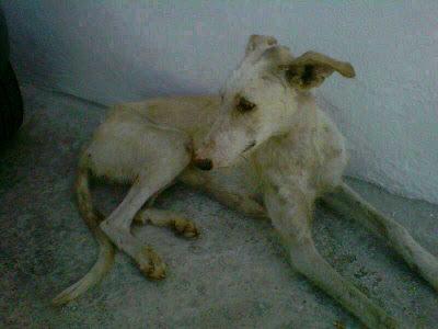 MUY URGENTE!! SE NECESITA AYUDA PARA ACOGIDA MESTIZA DE GALGO.