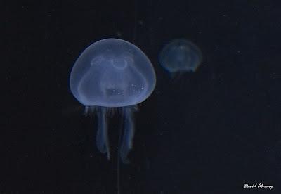 Las plagas de medusas y el periodismo estival