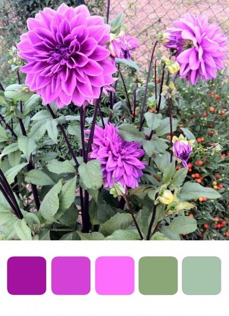 Colour palette. Dahlia Colour palette. Dahlia