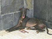 necesita acogida Sevilla