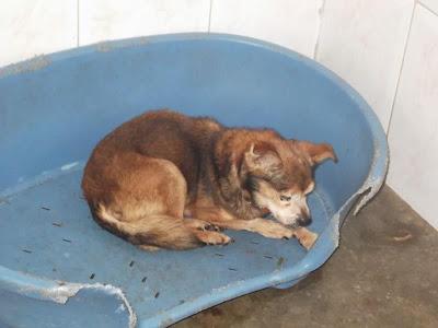 ABUELO CON DUEÑO DESAPRENSIVO QUE LO HA LLEVADO ALLI PARA QUE LO MATEN.