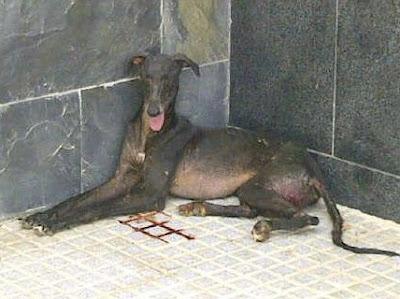URGENTE CASA DE ACOGIDA!! ENCONTRADA GALGA CON PATA DESTROZADA. (SEVILLA)