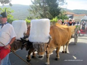 La Regalina en Cadavedo, Valdes: Carro bueyes desfile
