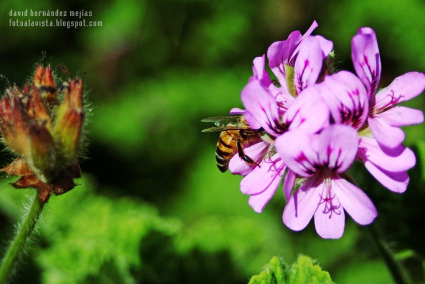 Abeja con flores en la cabeza