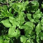 fotos planta Angelica menor