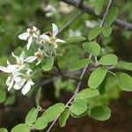 fotos planta Angelica menor