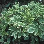 planta Angelica menor