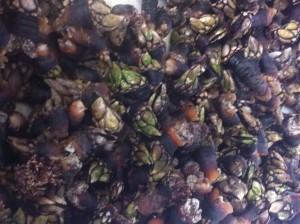 Santoña, rutas, tiendas, paseos, gastronomía…