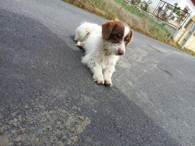 Durante cinco años pariendo en la calle. (Gran Familia)