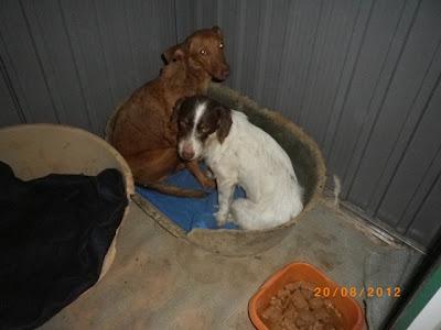 Durante cinco años pariendo en la calle. (Gran Familia)