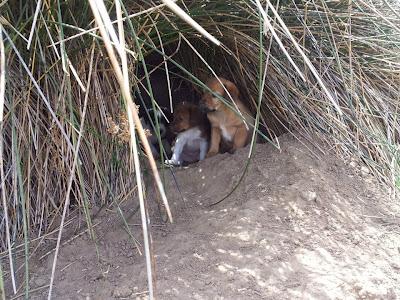 Durante cinco años pariendo en la calle. (Gran Familia)