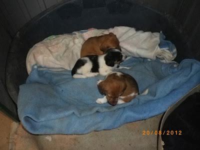 Durante cinco años pariendo en la calle. (Gran Familia)