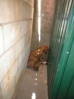 Durante cinco años pariendo en la calle. (Gran Familia)