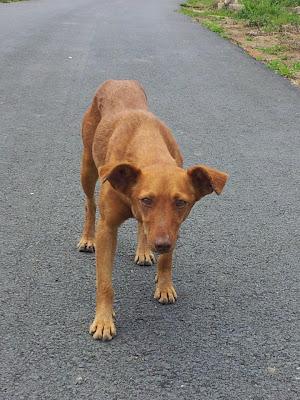 Durante cinco años pariendo en la calle. (Gran Familia)