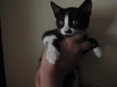 Rabona, preciosa gatita en adopción. (Malaga)