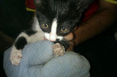 Rabona, preciosa gatita en adopción. (Malaga)