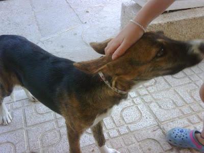 4 CACHORROS CRUCE PASTOR, BUSCAN FAMILIA. MUY MUY URGENTE!! (VALENCIA)‏