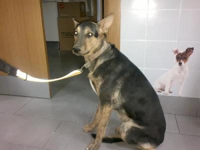 4 CACHORROS CRUCE PASTOR, BUSCAN FAMILIA. MUY MUY URGENTE!! (VALENCIA)‏