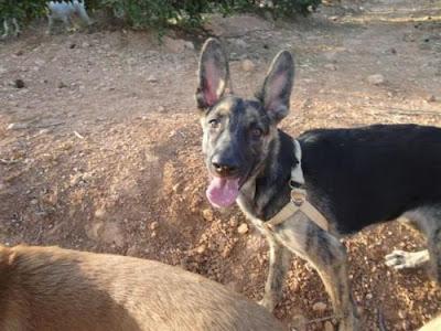 4 CACHORROS CRUCE PASTOR, BUSCAN FAMILIA. MUY MUY URGENTE!! (VALENCIA)‏