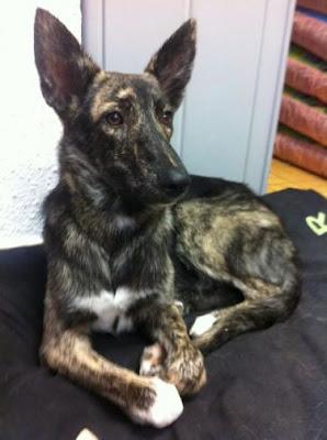 4 CACHORROS CRUCE PASTOR, BUSCAN FAMILIA. MUY MUY URGENTE!! (VALENCIA)‏