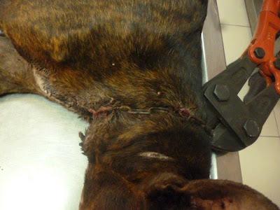 PERDIGON, GRAVEMENTE MALTRATADO MERECE UN HOGAR DONDE LO VALOREN.