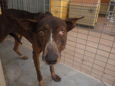 PERDIGON, GRAVEMENTE MALTRATADO MERECE UN HOGAR DONDE LO VALOREN.