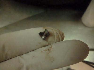 PERDIGON, GRAVEMENTE MALTRATADO MERECE UN HOGAR DONDE LO VALOREN.