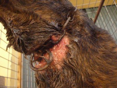 PERDIGON, GRAVEMENTE MALTRATADO MERECE UN HOGAR DONDE LO VALOREN.