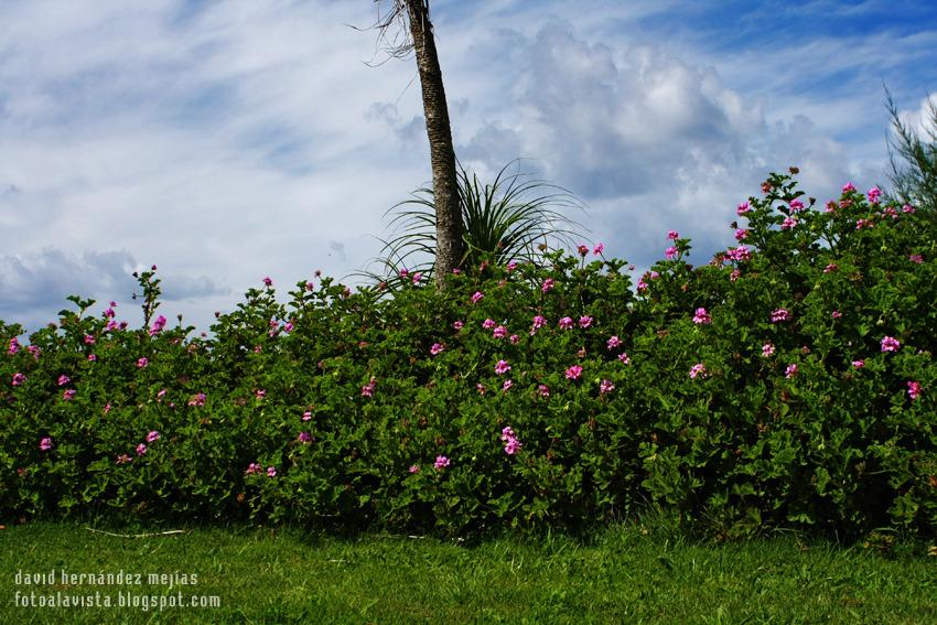 Colocando vallas de flores al cielo